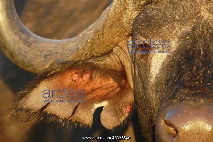 : Cape Buffalo : Cape Buffalo