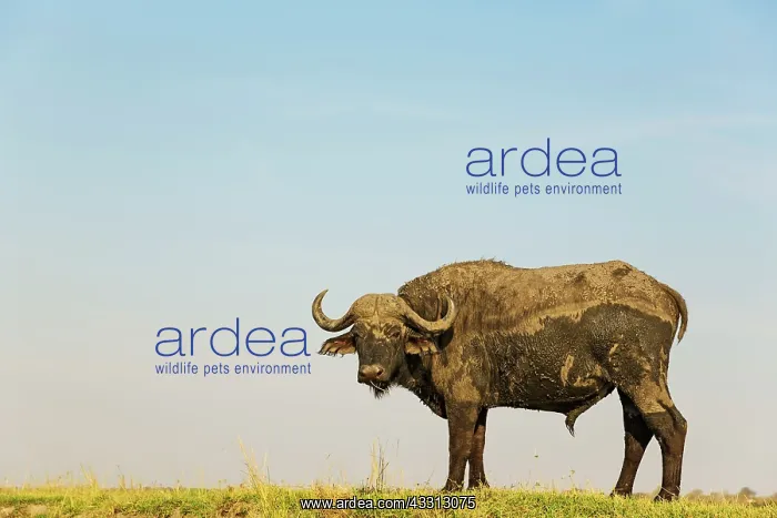 : Cape Buffalo - bull at the bank of the Chobe River : Cape Buffalo - bull at the bank of the Chobe River