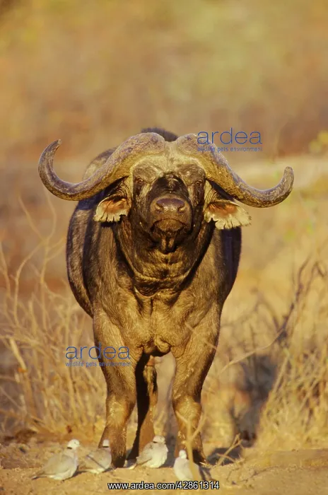 : Cape Buffalo - bull in the evening light - with : Cape Buffalo - bull in the evening light - with