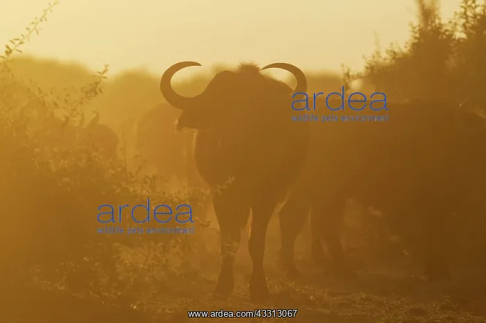 : Cape Buffalo - bull in the back light of the early morning : Cape Buffalo - bull in the back light of the early morning