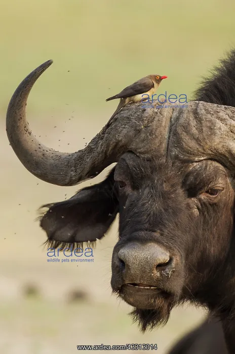 : Cape Buffalo - bull with Red-billed Oxpecker (Buphagus : Cape Buffalo - bull with Red-billed Oxpecker (Buphagus