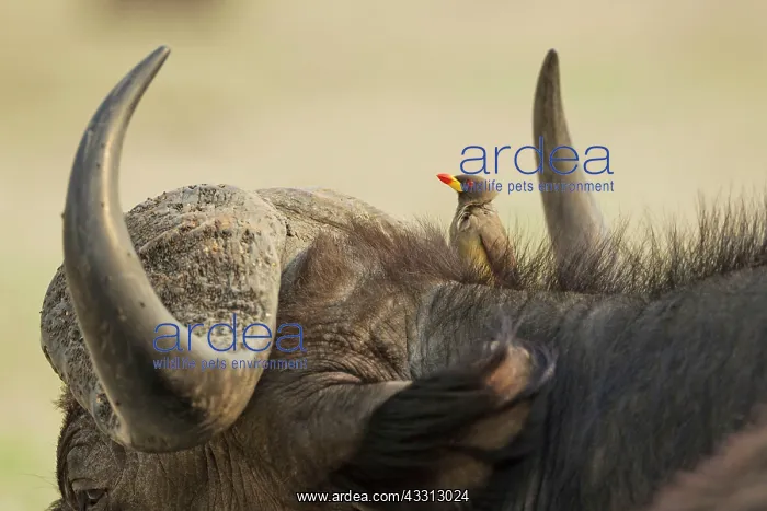 : Cape Buffalo - bull with Yellow-billed Oxpecker : Cape Buffalo - bull with Yellow-billed Oxpecker