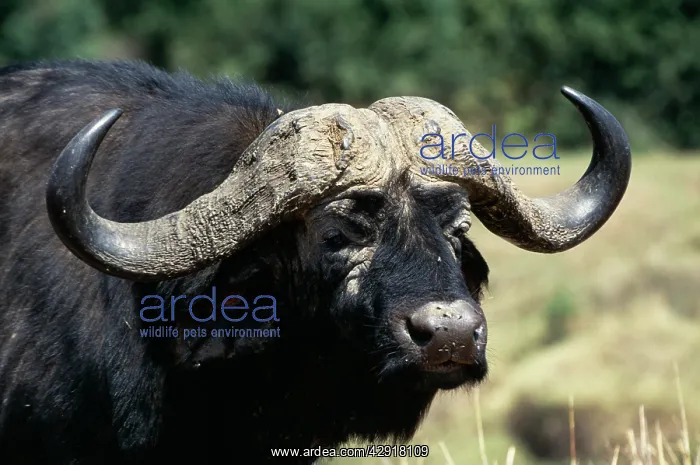 : Cape BUFFALO - close-up of head : Cape BUFFALO - close-up of head