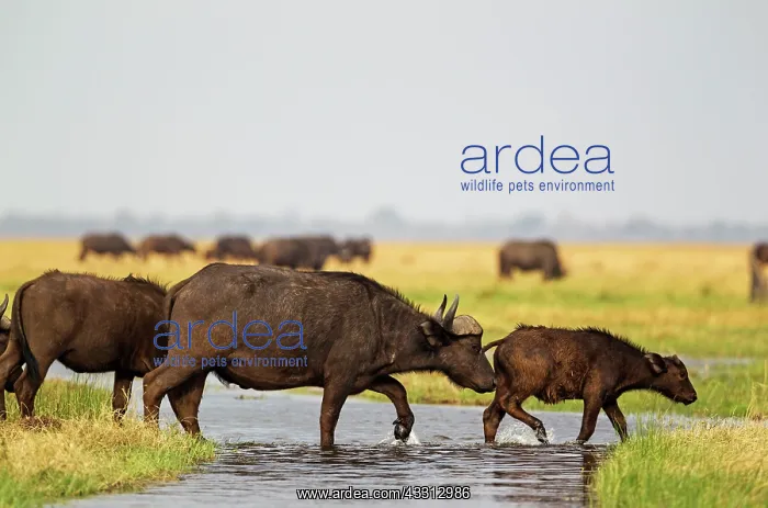  : Cape Buffalo - female with calf crossing a stream