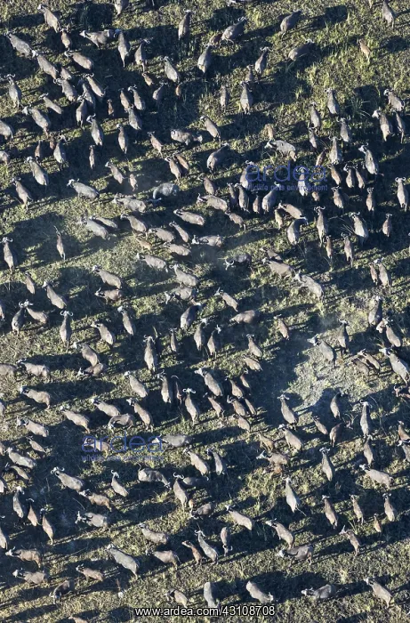 : Cape Buffalo - herd - aerial view - Okavango Delta : Cape Buffalo - herd - aerial view - Okavango Delta
