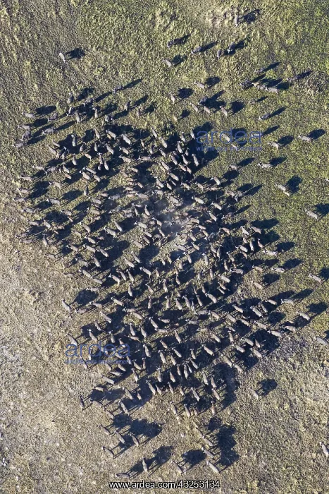 : Cape Buffalo - herd - aerial view - Okavango Delta : Cape Buffalo - herd - aerial view - Okavango Delta