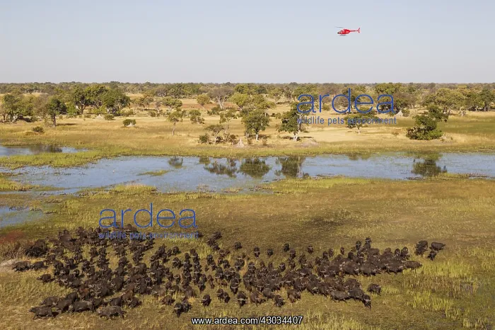 : Cape Buffalo - herd at a marsh area - the helicopter : Cape Buffalo - herd at a marsh area - the helicopter