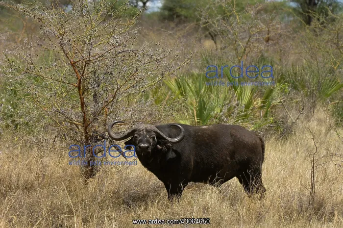 : Cape Buffalo, Meru National Park, Kenya : Cape Buffalo, Meru National Park, Kenya