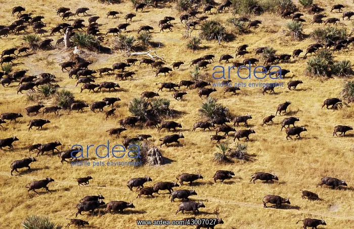 : Cape Buffalo roaming herd aerial view : Cape Buffalo roaming herd aerial view