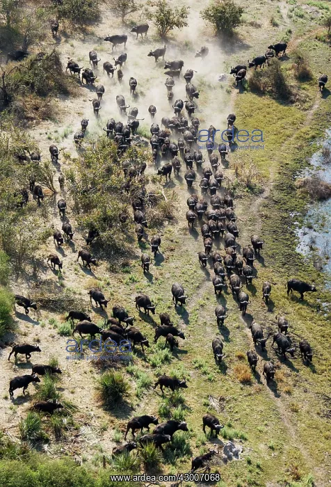 : Cape Buffalo roaming herd aerial view : Cape Buffalo roaming herd aerial view
