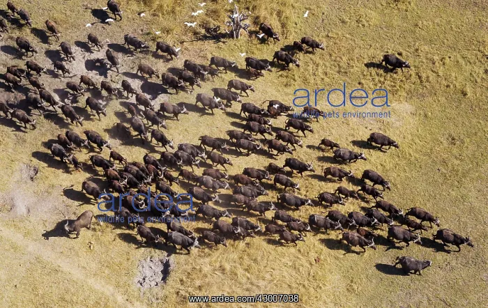 : Cape Buffalo roaming herd with Cattle Egrets (Bubulcus : Cape Buffalo roaming herd with Cattle Egrets (Bubulcus