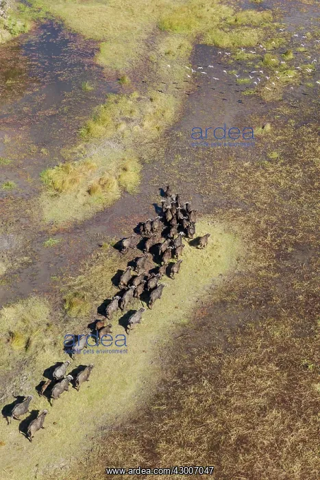 : Cape Buffalo roaming herd in a freshwater marsh : Cape Buffalo roaming herd in a freshwater marsh