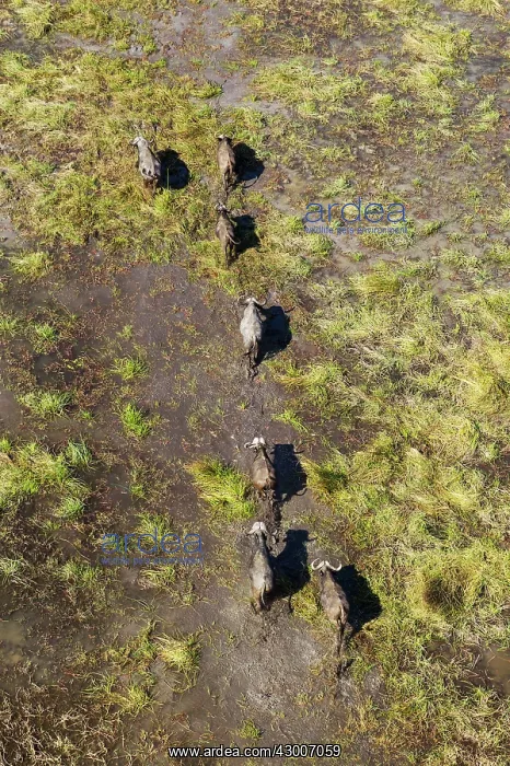 : Cape Buffalo roaming herd in a freshwater marsh aerial view : Cape Buffalo roaming herd in a freshwater marsh aerial view