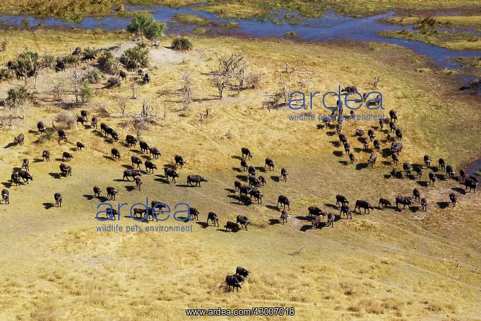 : Cape Buffalo roaming herd at the Gomoti River aerial view : Cape Buffalo roaming herd at the Gomoti River aerial view