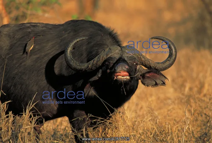 : Cape Buffalo - Showing teeth. With Red-billed : Cape Buffalo - Showing teeth. With Red-billed