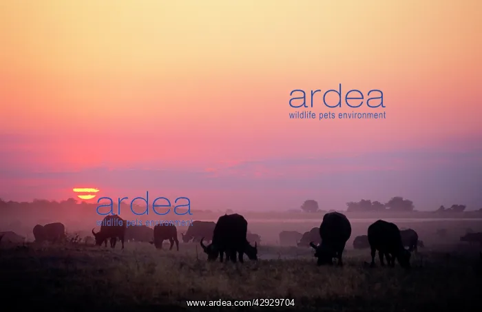 : Cape Buffalo - in the sunset : Cape Buffalo - in the sunset