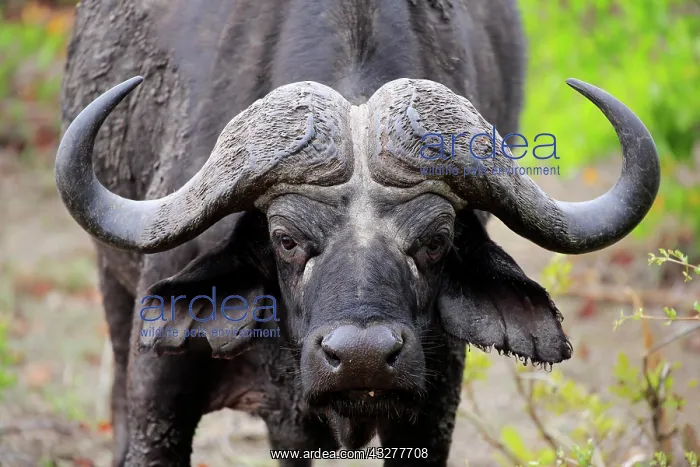 : Cape buffalo (Syncerus caffer), adult, animal portrait : Cape buffalo (Syncerus caffer), adult, animal portrait