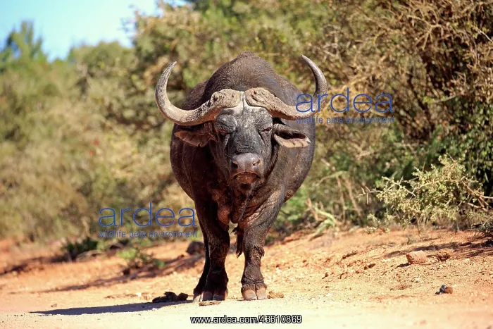 : Cape buffalo (Syncerus caffer), adult, Addo Elephant : Cape buffalo (Syncerus caffer), adult, Addo Elephant