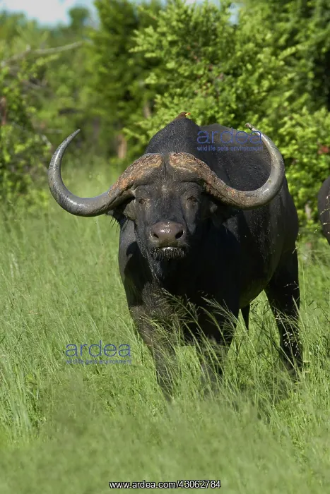: Cape buffalo (Syncerus caffer caffer), Hwange : Cape buffalo (Syncerus caffer caffer), Hwange