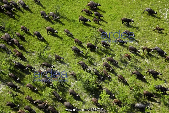 : Cape buffalo (Syncerus caffer caffer), Okavango : Cape buffalo (Syncerus caffer caffer), Okavango