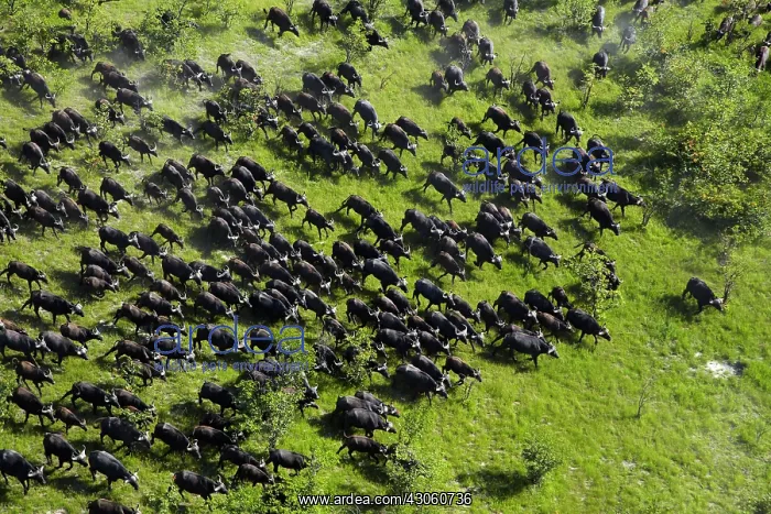 : Cape buffalo (Syncerus caffer caffer), Okavango : Cape buffalo (Syncerus caffer caffer), Okavango