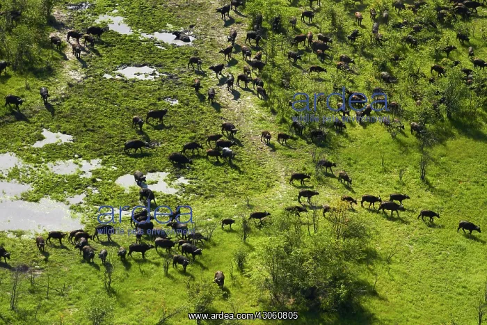  : Cape buffalo (Syncerus caffer caffer), Okavango