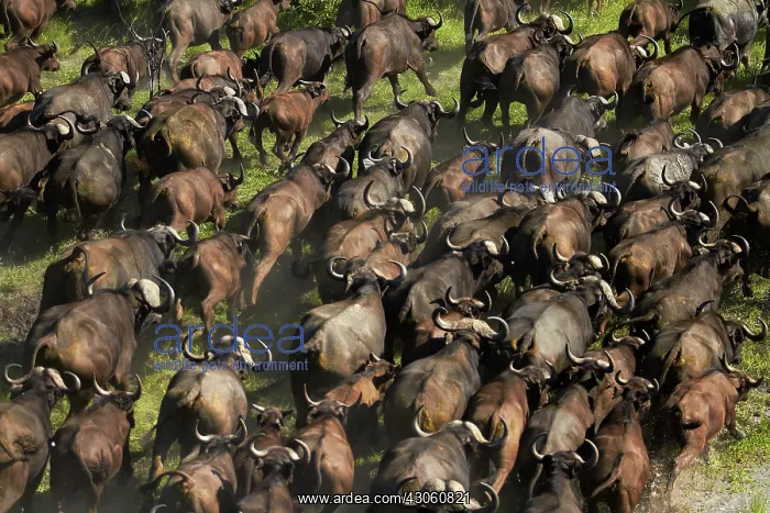 : Cape buffalo (Syncerus caffer caffer), Okavango : Cape buffalo (Syncerus caffer caffer), Okavango