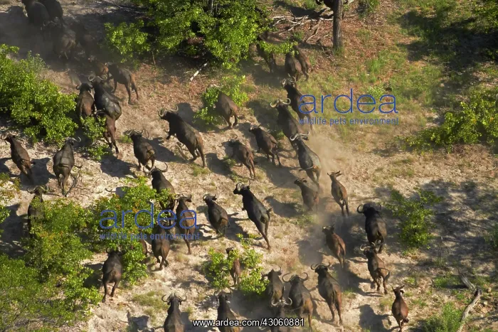 : Cape buffalo (Syncerus caffer caffer), Okavango : Cape buffalo (Syncerus caffer caffer), Okavango