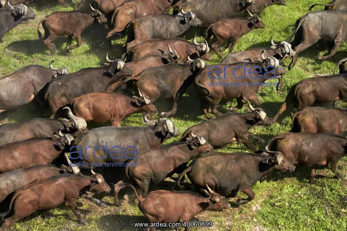 : Cape buffalo (Syncerus caffer caffer), Okavango : Cape buffalo (Syncerus caffer caffer), Okavango