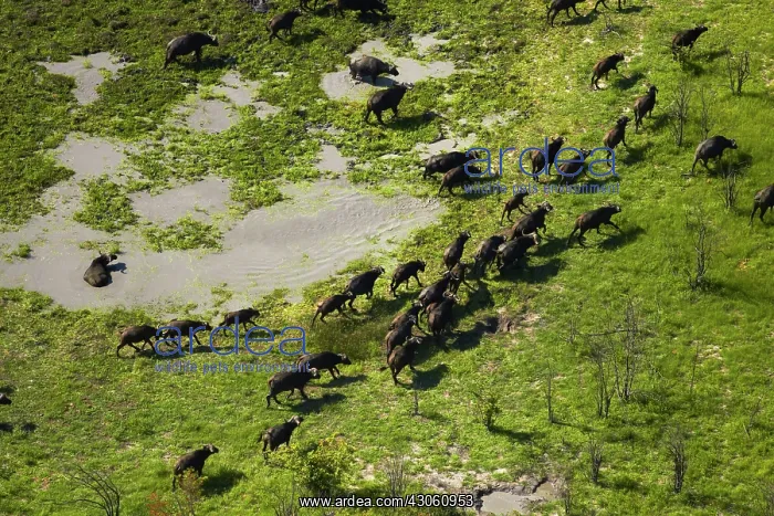 : Cape buffalo (Syncerus caffer caffer), Okavango : Cape buffalo (Syncerus caffer caffer), Okavango