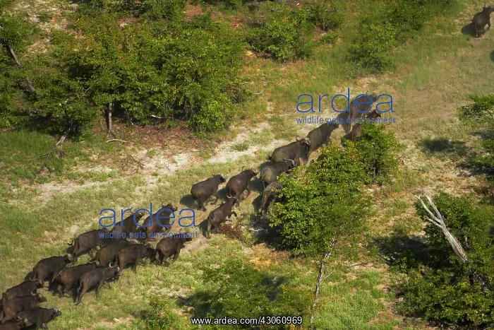 : Cape buffalo (Syncerus caffer caffer), Okavango : Cape buffalo (Syncerus caffer caffer), Okavango