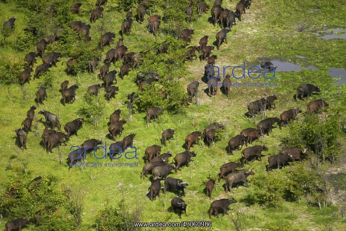 : Cape buffalo (Syncerus caffer caffer), Okavango : Cape buffalo (Syncerus caffer caffer), Okavango