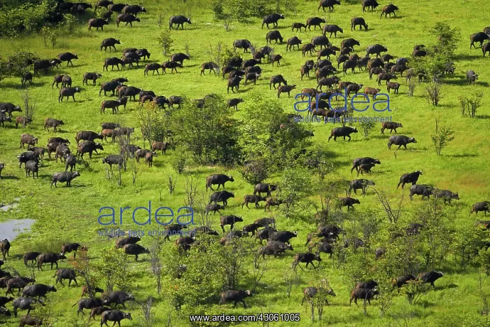 : Cape buffalo (Syncerus caffer caffer), Okavango : Cape buffalo (Syncerus caffer caffer), Okavango