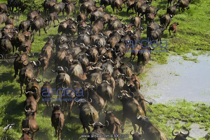 : Cape buffalo (Syncerus caffer caffer), Okavango : Cape buffalo (Syncerus caffer caffer), Okavango