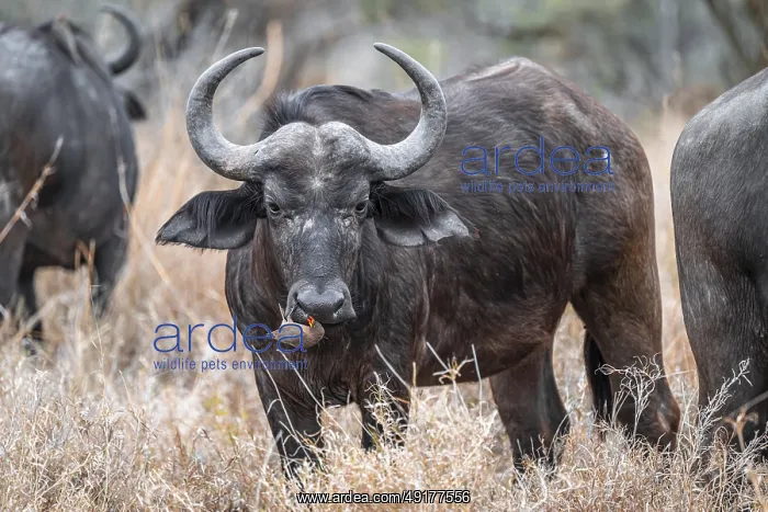 : Cape buffalo (Syncerus caffer caffer) with yellow-billed oxpecker (Buphagus africanus) on the nose : Cape buffalo (Syncerus caffer caffer) with yellow-billed oxpecker (Buphagus africanus) on the nose
