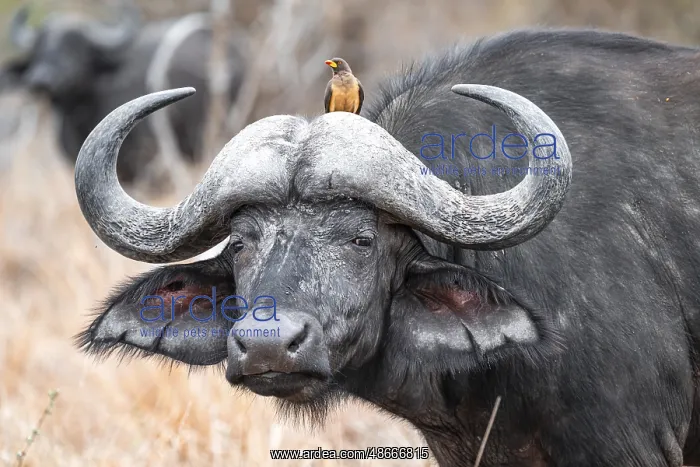 : Cape buffalo (Syncerus caffer caffer) with yellowbill : Cape buffalo (Syncerus caffer caffer) with yellowbill