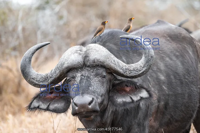 : Cape buffalo (Syncerus caffer caffer) with yellowbill oxpecker (Buphagus africanus) : Cape buffalo (Syncerus caffer caffer) with yellowbill oxpecker (Buphagus africanus)