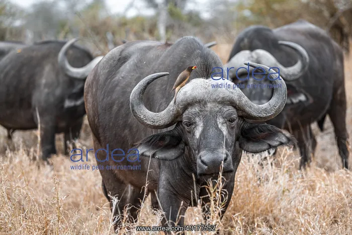 : Cape buffalo (Syncerus caffer caffer) with yellowbill oxpecker (Buphagus africanus) : Cape buffalo (Syncerus caffer caffer) with yellowbill oxpecker (Buphagus africanus)