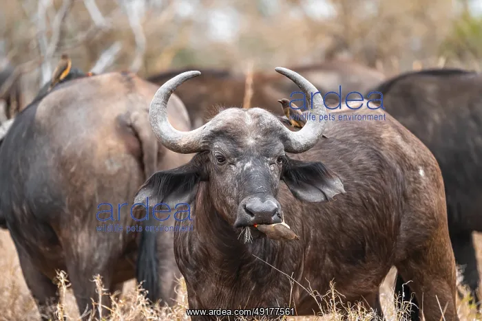 : Cape buffalo (Syncerus caffer caffer) with yellowbill oxpecker (Buphagus africanus) : Cape buffalo (Syncerus caffer caffer) with yellowbill oxpecker (Buphagus africanus)