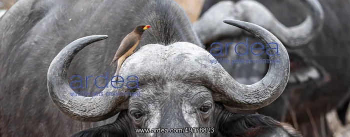 : Cape buffalo (Syncerus caffer caffer) with yellowbill oxpecker (Buphagus africanus) : Cape buffalo (Syncerus caffer caffer) with yellowbill oxpecker (Buphagus africanus)