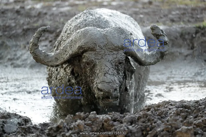 : Cape buffalo (Syncerus caffer) covered with mud : Cape buffalo (Syncerus caffer) covered with mud