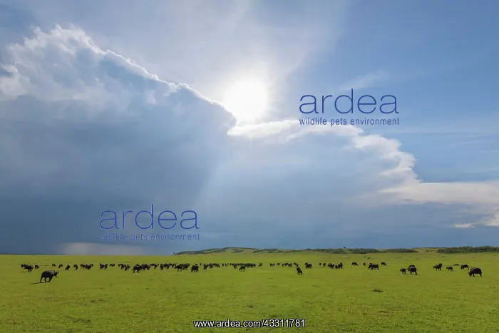 : Cape Buffalo (Syncerus caffer), herd, Masai Mara : Cape Buffalo (Syncerus caffer), herd, Masai Mara