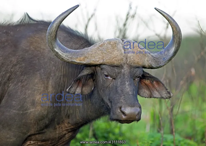 : Cape buffalo (Syncerus caffer), portrait, Hluhluwe : Cape buffalo (Syncerus caffer), portrait, Hluhluwe
