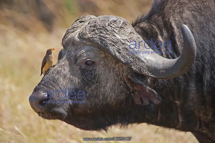 : Cape Buffalo (Syncerus caffer) with Red-billed : Cape Buffalo (Syncerus caffer) with Red-billed