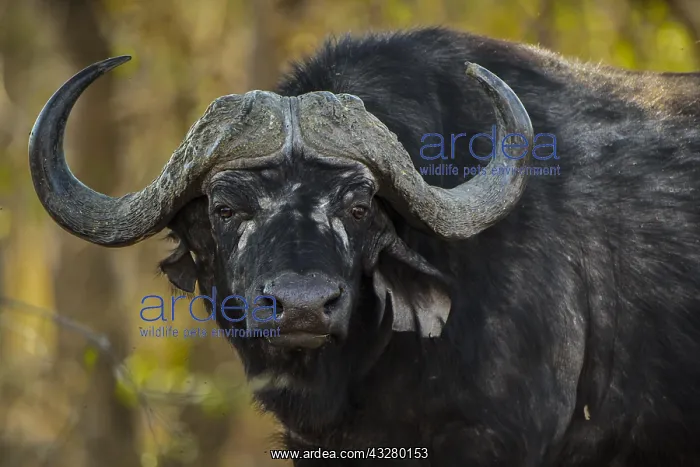 : Cape buffalos (Syncerus caffer), animal portrait : Cape buffalos (Syncerus caffer), animal portrait