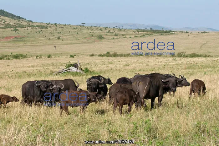 : Cape Buffalos (Syncerus caffer), Masai Mara : Cape Buffalos (Syncerus caffer), Masai Mara