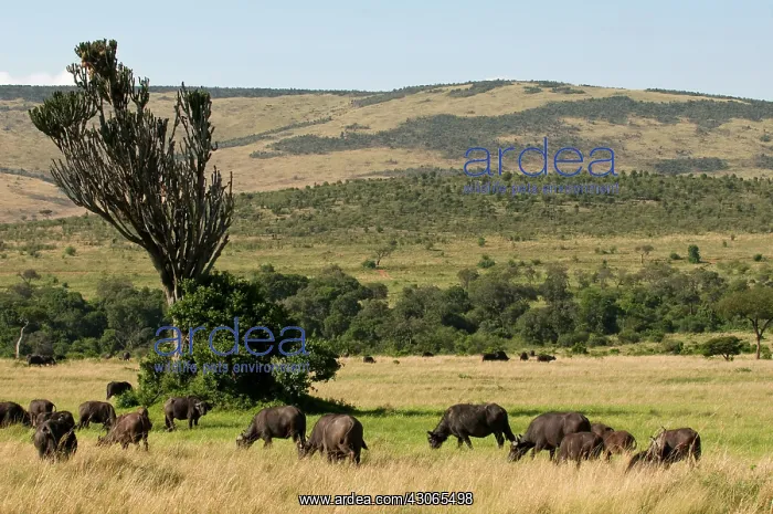 : Cape Buffalos (Syncerus caffer), Masai Mara : Cape Buffalos (Syncerus caffer), Masai Mara