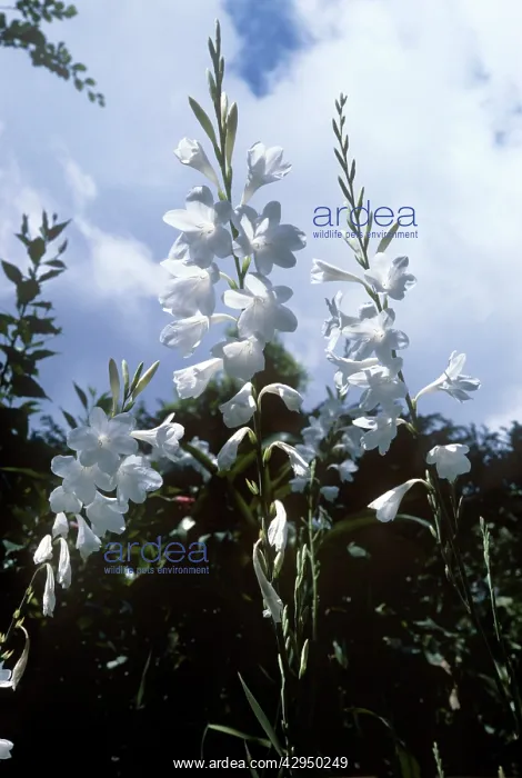  : Cape bugle-lily