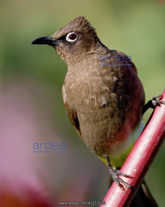 : Cape Bulbul at Bushman's Kloof in Western : Cape Bulbul at Bushman's Kloof in Western