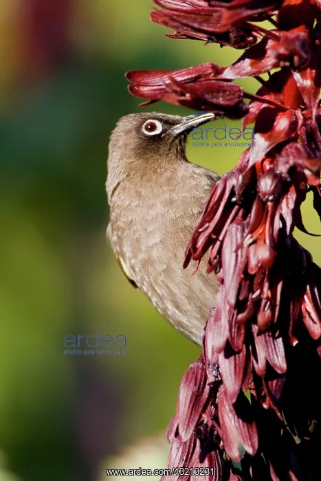 : Cape Bulbul at Bushman's Kloof in Western : Cape Bulbul at Bushman's Kloof in Western